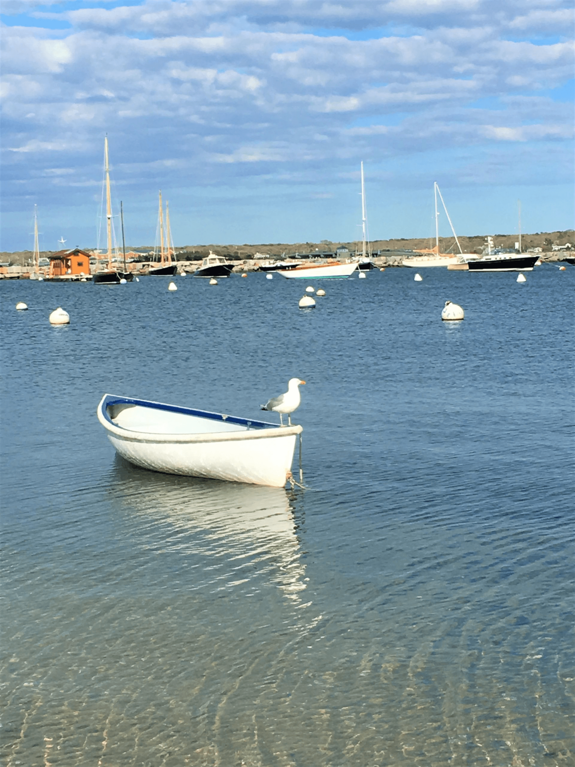 Seagull on a boat in the Tisbury Harbor