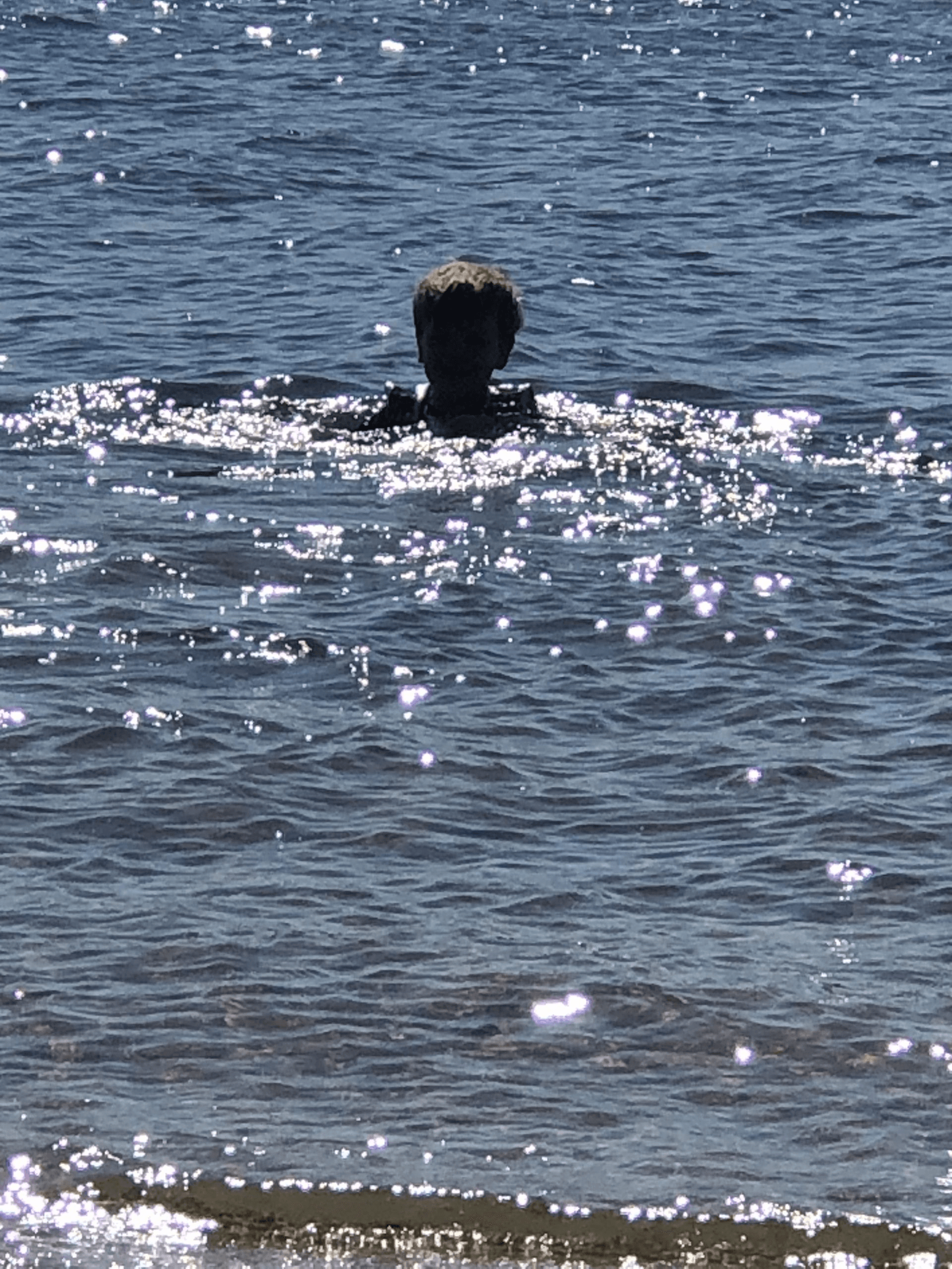 Person swimming in the ocean on Martha's Vineyard